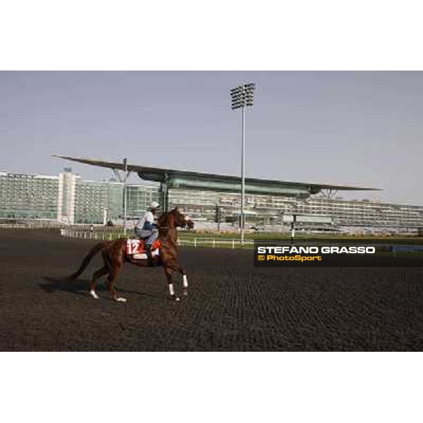 Morning track works at Meydan - Happy Dubai Dubai - Meydan 24th march 2011 ph.Stefano Grasso