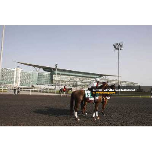 Morning track works at Meydan Al Shemali Dubai - Meydan 24th march 2011 ph.Stefano Grasso