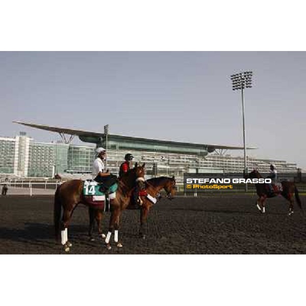 Morning track works at Meydan - Al Shemali Dubai - Meydan 24th march 2011 ph.Stefano Grasso