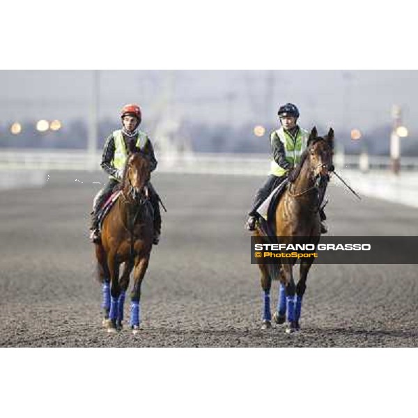 Morning track works at Meydan - William Buick on Utley and Tazeez Dubai - Meydan 24th march 2011 ph.Stefano Grasso