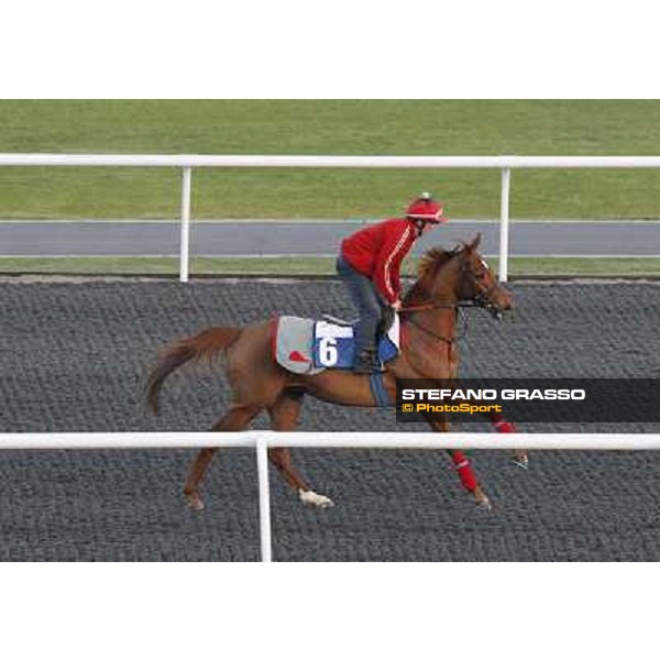 Morning track works at Meydan - Premio Loco Dubai - Meydan 24th march 2011 ph.Stefano Grasso
