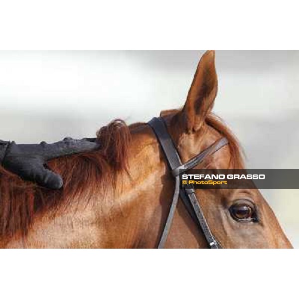 Morning track works at Meydan - a caress during morning track works Dubai - Meydan 24th march 2011 ph.Stefano Grasso