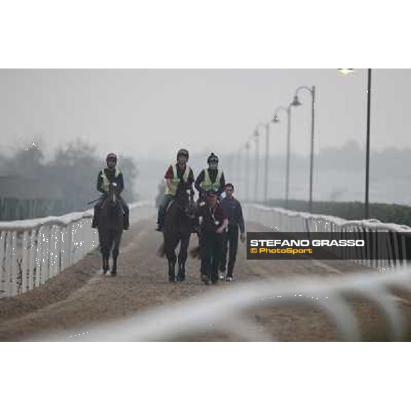 Morning track works at Meydan on friday 25th - O\'Brien horses go for the excecises Dubai - Meydan 25th march 2011 ph.Stefano Grasso