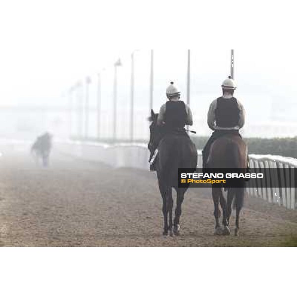 Morning track works at Meydan on friday 25th - Presvis (right) comes back to the stable after morning track works Dubai - Meydan 25th march 2011 ph.Stefano Grasso