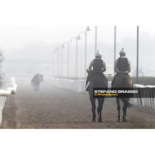 Morning track works at Meydan on friday 25th - Presvis comes back home after morning exercises Dubai - Meydan 25th march 2011 ph.Stefano Grasso