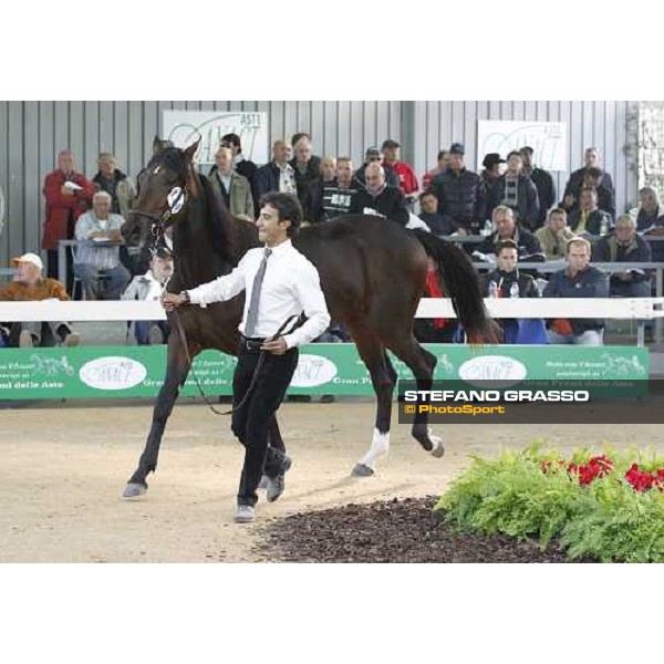 Rodolfo Park, m. Varenne and Mistery Flight, Top Price sold at Euro 65.000 Anact - Selecting trotting yearlings sale Settimo Milanese (MI), 17th oct. 2011 ph.Stefano Grasso
