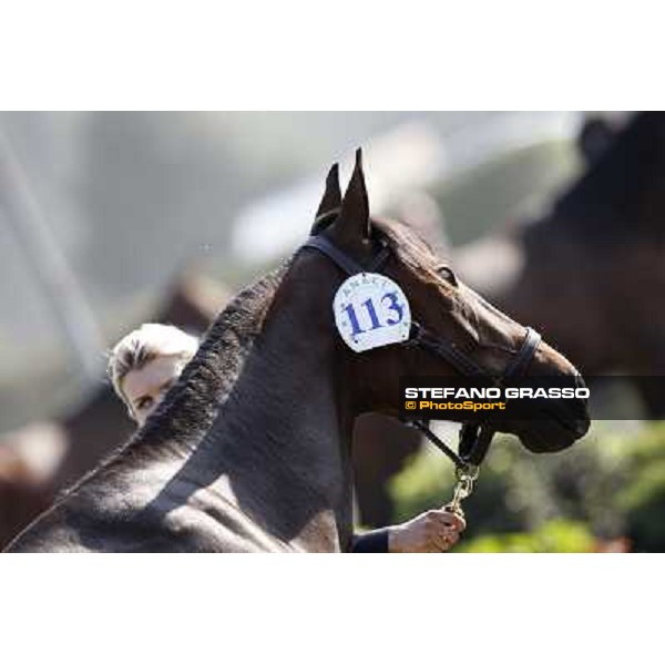 Anact - Selected trotting Yearlings Sale Settimo Milanese (MI) - 17-18th oct.2011 ph.Stefano Grasso