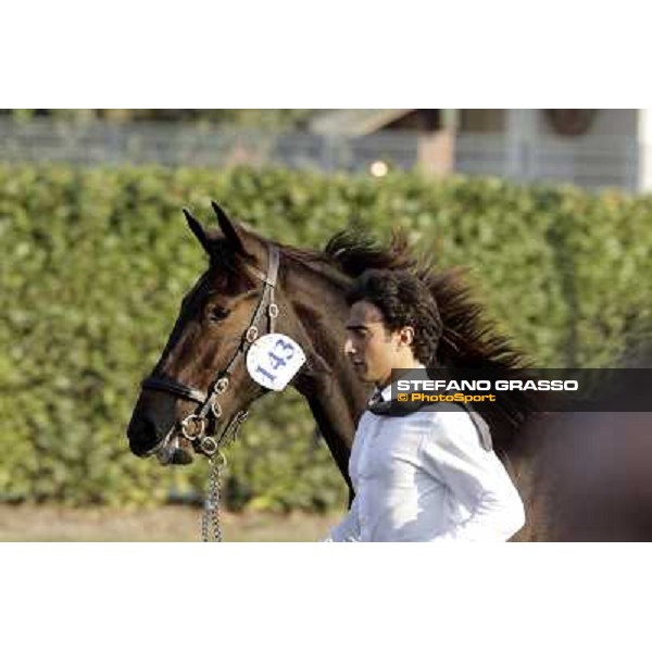 Anact - Selected trotting Yearlings Sale Settimo Milanese (MI) - 17-18th oct.2011 ph.Stefano Grasso