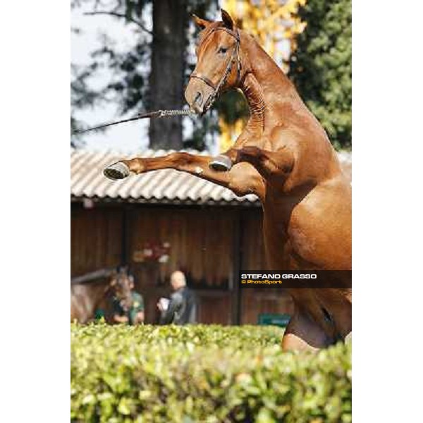 Sga - Selected Yearlings sale - The Top Price sold at Euro 250.000 - Nabateo - Sea The Stars and Rosa del Dubai Settimo Milanese, 21st sept.2012 ph.Stefano Grasso