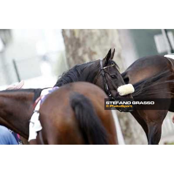 Horses prepare for the race Milano - San Siro racecourse, 13th oct.2012 ph.Stefano Grasso