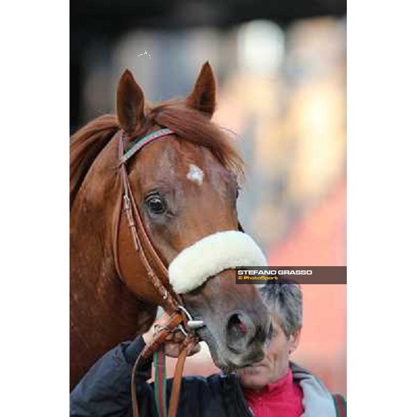 a close up for Benvenue after winning the Premio Conte Felice Scheibler Roma - Capannelle racecourse,28th oct.2012 ph.Stefano Grasso