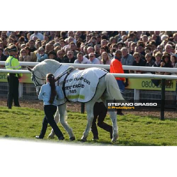 Desert Orchid parading before the Gold Cup Cheltenham, 4th day - 18th march 2005 ph. Stefano Grasso