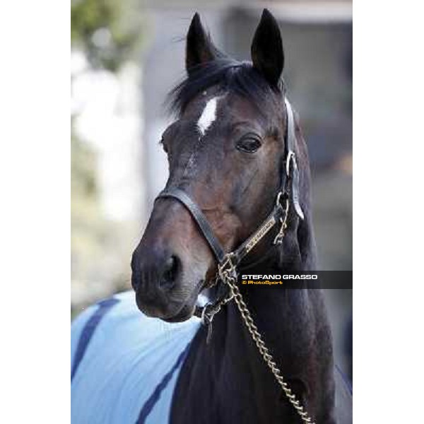 Varenne pictured at Settimo Milanese during the Anact Yearlings sales Settimo Milanese (MI), 2nd nov.2012 ph.Stefano Grasso