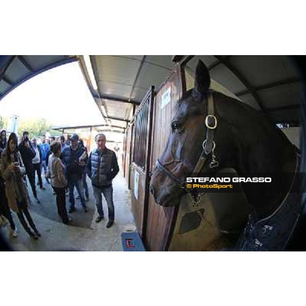 Varenne watching Enzo Giordano before parading at the Yearlings sales Settimo Milanese(MI) - Anact selected yearlings sales - 2nd nov.2012 ph.Stefano Grasso