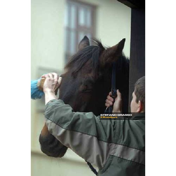 an horse brushing at Timber Pond Racing stables Purton, Gloucestershire 19th march 2005 Ph. Stefano Grasso