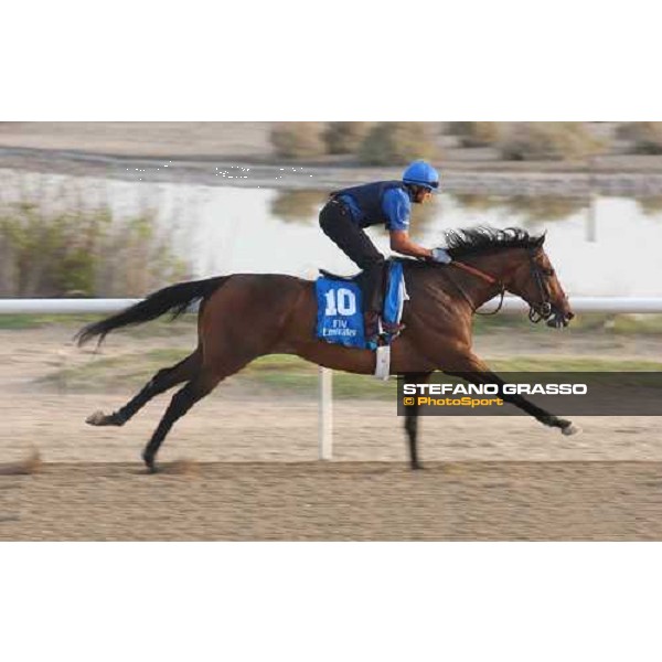 Godolphin Horses in training Echo of Light Al Quoz Dubai UAE 23rd march 2005 ph. Stefano Grasso