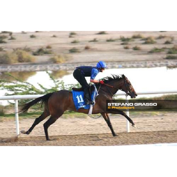 Godolphin Horses in training Sundrop Al Quoz Dubai UAE 23rd march 2005 ph. Stefano Grasso