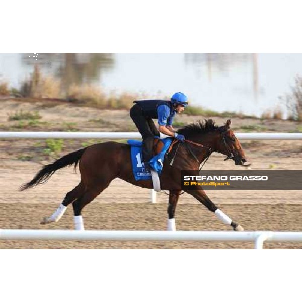 Godolphin Horses in training Shamardal Al Quoz Dubai UAE 23rd march 2005 ph. Stefano Grasso
