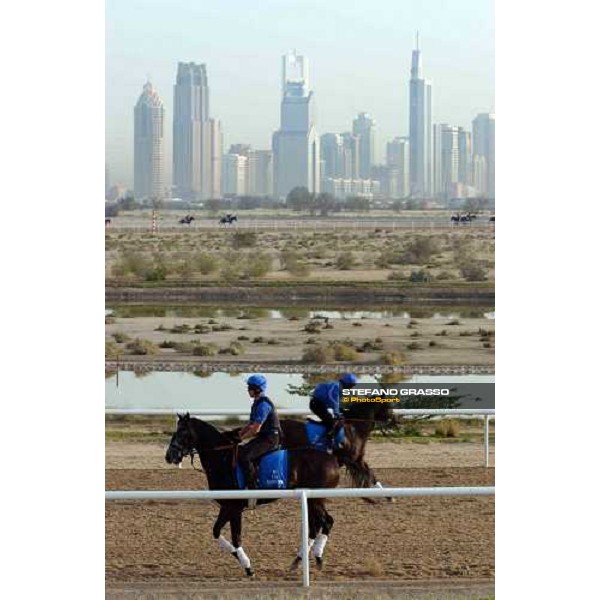Godolphin Horses in training Al Quoz Dubai UAE 23rd march 2005 ph. Stefano Grasso