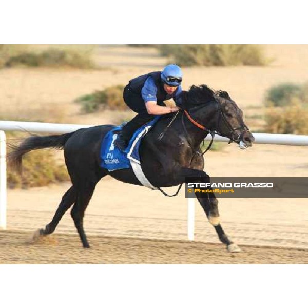 Godolphin Horses in training Centaurus Al Quoz Dubai UAE 23rd march 2005 ph. Stefano Grasso
