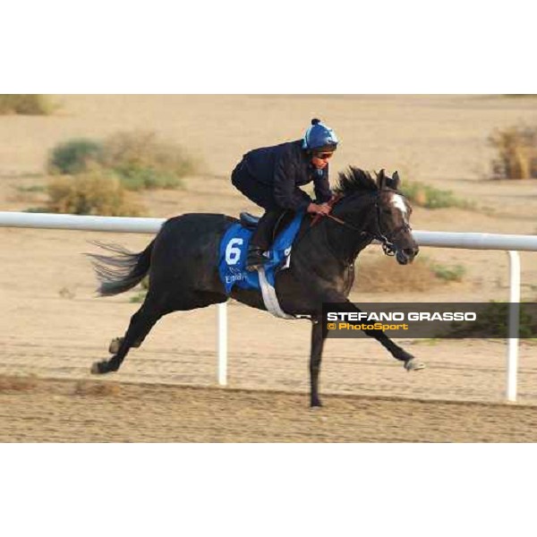 Godolphin Horses in training Kerrin Mc Evoy on Cherry Mix Al Quoz Dubai UAE 23rd march 2005 ph. Stefano Grasso