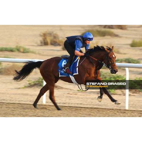 Godolphin Horses in training Razkalla Al Quoz Dubai UAE 23rd march 2005 ph. Stefano Grasso