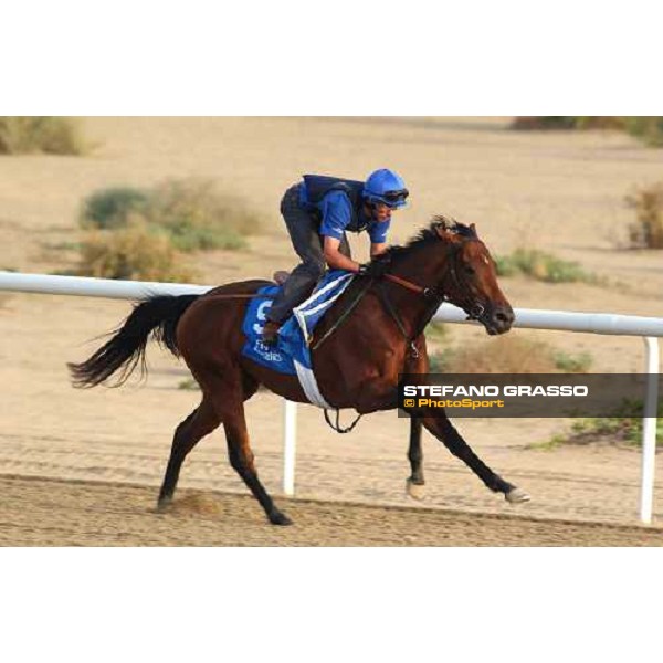Godolphin Horses in training Blues and Royals Al Quoz Dubai UAE 23rd march 2005 ph. Stefano Grasso