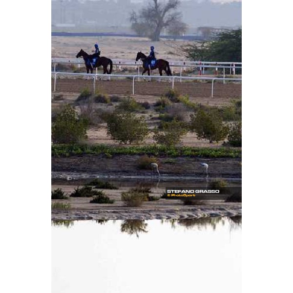 Godolphin Horses in training Al Quoz Dubai UAE 23rd march 2005 ph. Stefano Grasso