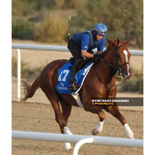 Godolphin Horses in training Papineau Al Quoz Dubai UAE 23rd march 2005 ph. Stefano Grasso