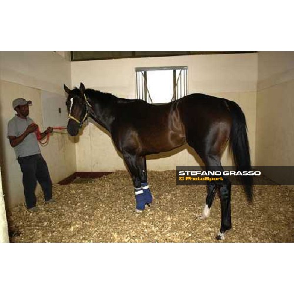 Becrux Nad El Sheba, Quarantine stable Dubai 25th march 2005 ph. Stefano Grasso