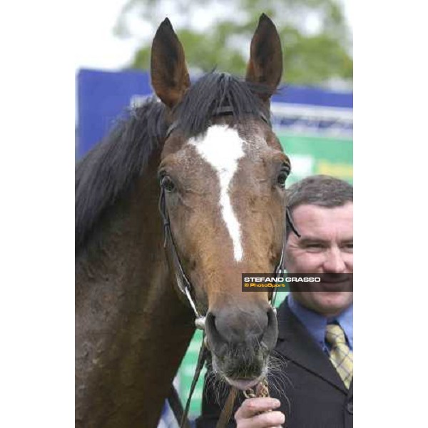 close up for Wolfe Tone winner of The Paddy Power Stakes - Listed Race Newbury 14th may 2005 ph. Stefano Grasso