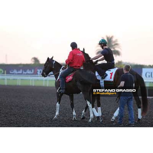 Royal Delta morning track works Dubai - Meydan racecourse,27th march 2013 ph.Stefano Grasso