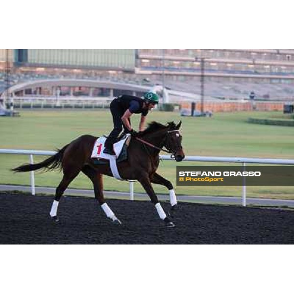 Royal Delta morning track works Dubai - Meydan racecourse,27th march 2013 ph.Stefano Grasso