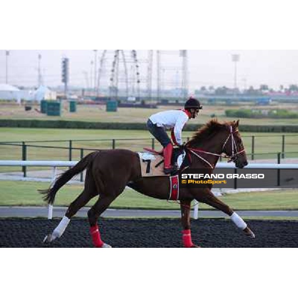 Taisei Legend morning track works Dubai - Meydan racecourse,27th march 2013 ph.Stefano Grasso