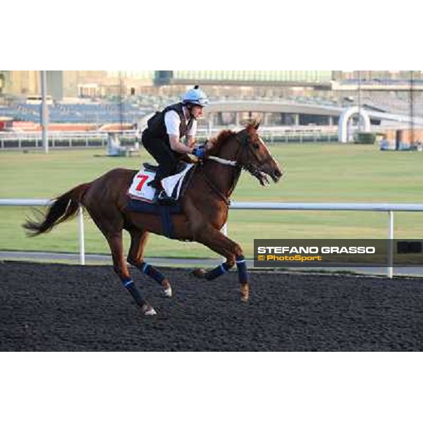 Red Cadeaux morning track works Dubai - Meydan racecourse,27th march 2013 ph.Stefano Grasso
