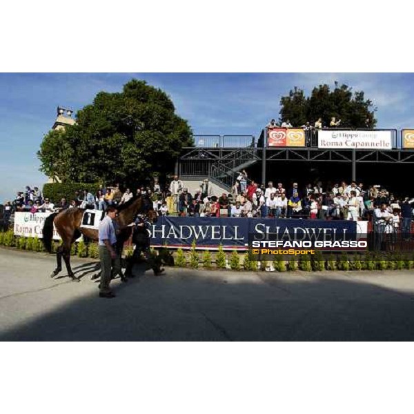 parade ring Rome Capannelle 15th may 2005 ph. Stefano Grasso