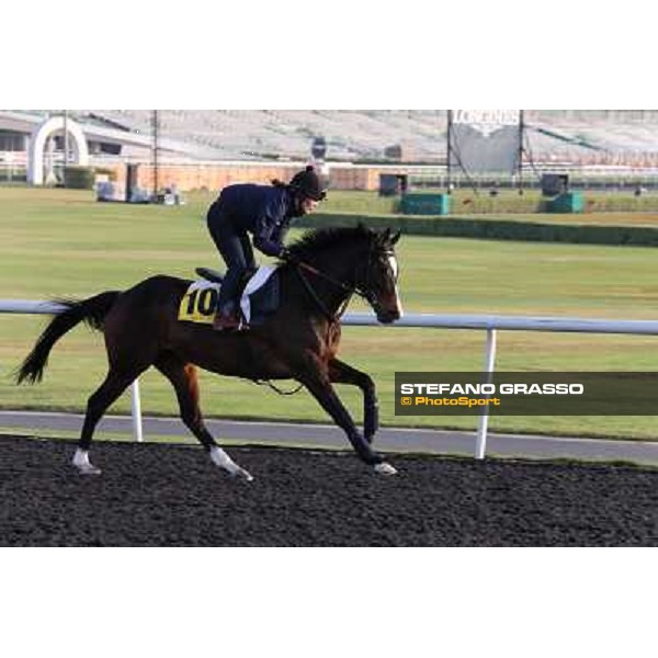 Wigmore Hall morning track works Dubai - Meydan racecourse,27th march 2013 ph.Stefano Grasso