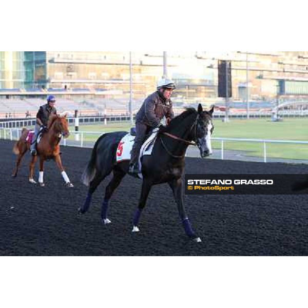 Meandre morning track works Dubai - Meydan racecourse,27th march 2013 ph.Stefano Grasso