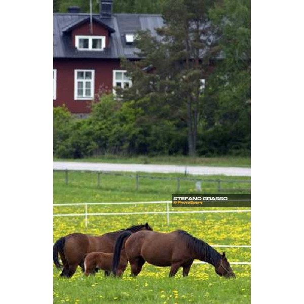 mares and foals in the paddocks of Menhammar Stud Ehero - 30th may 2005 ph. Stefano Grasso