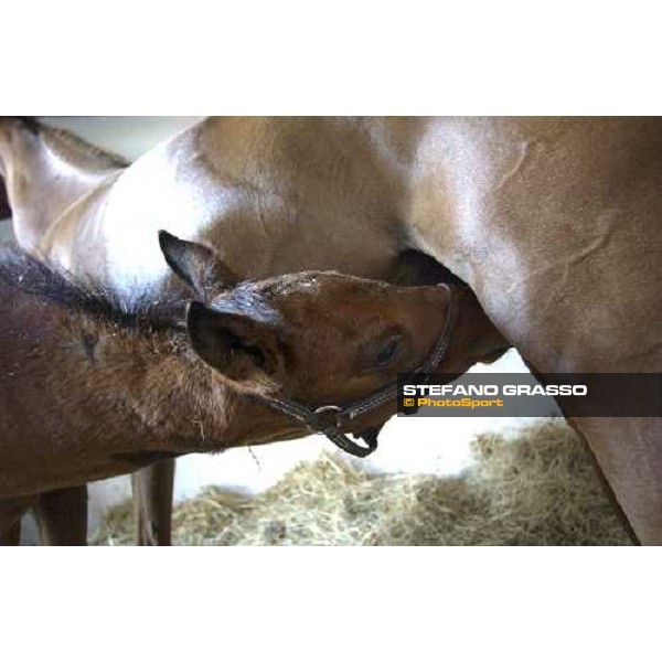 a foal with his mare at Stud Porta Medaglia Rome, 21st may 2005 ph. Stefano Grasso