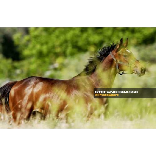a yearling at Stud Porta Medaglia Rome, 21st may 2005 ph. Stefano Grasso