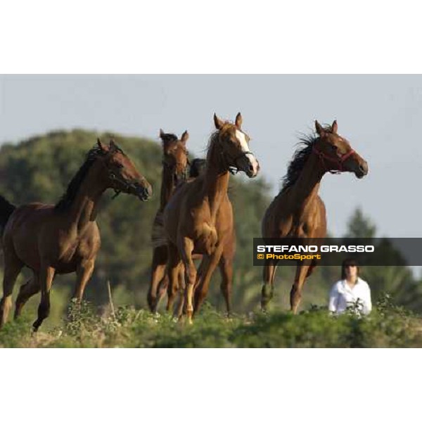 Francesca Barberini with some yearlings at Stud Porta Medaglia Rome, 21st may 2005 ph. Stefano Grasso
