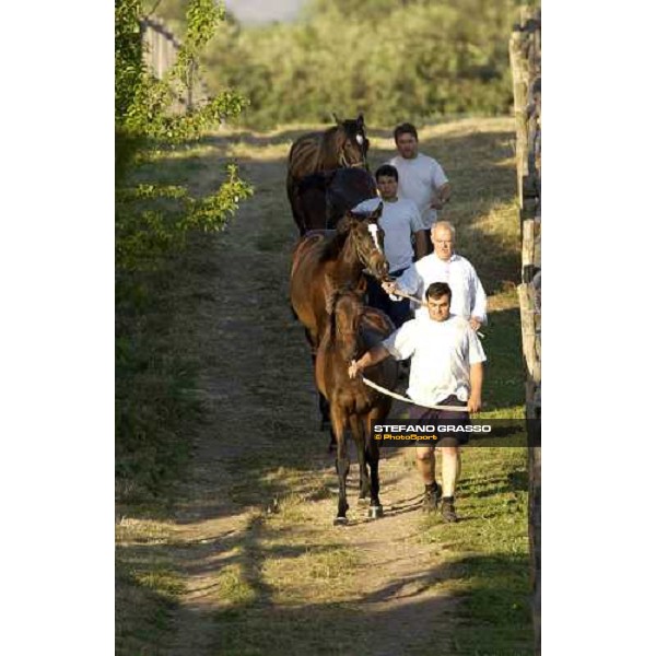 yearlings at Stud Porta Medaglia Rome, 21st may 2005 ph. Stefano Grasso