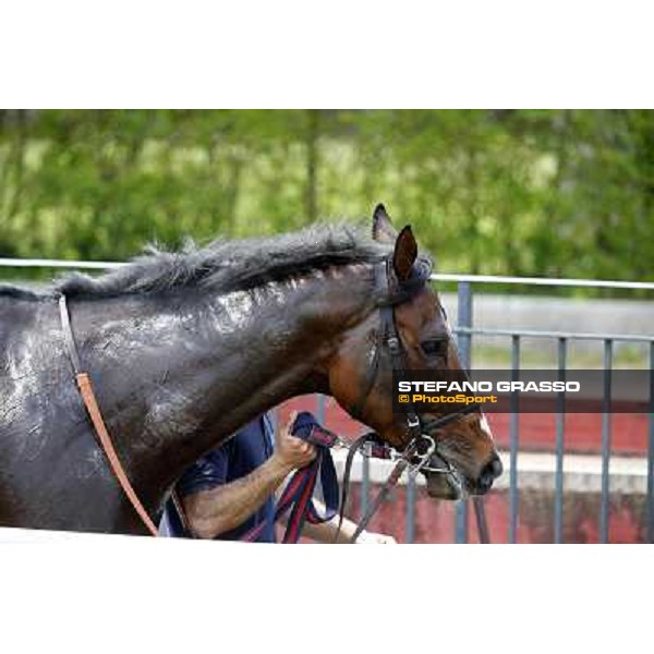 Fantastic Horse after winning the Premio Godetia Rome, Capannelle racecourse 13th april 2014 ph.Stefano Grasso