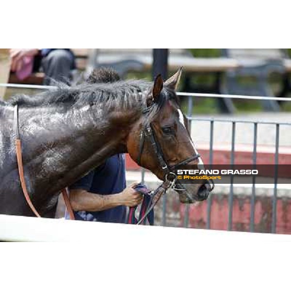 Fantastic Horse after winning the Premio Godetia Rome, Capannelle racecourse 13th april 2014 ph.Stefano Grasso