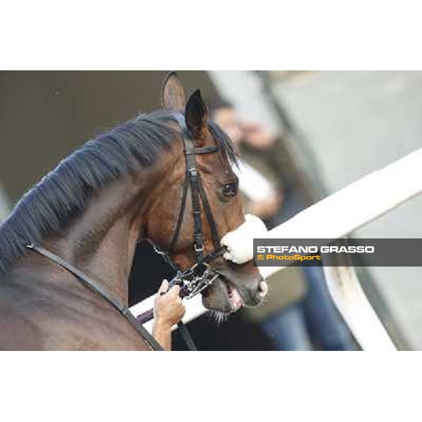 Gran Premio del Jockey Club Dylan Mouth Milano,San Siro racecourse 19 otct.2014 photo Stefano Grasso/Trenno srl