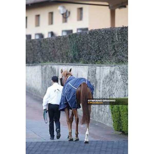 Final Score returns home after winning the Premio Longines Lydia Tesio Roma.Capannelle racecourse 26th october 2014 ph.Stefano Grasso