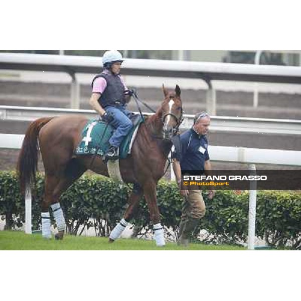 Red Cadeaux Morning track works Hong Kong - Sha Tin racecourse,10/12/2014 ph.Stefano Grasso