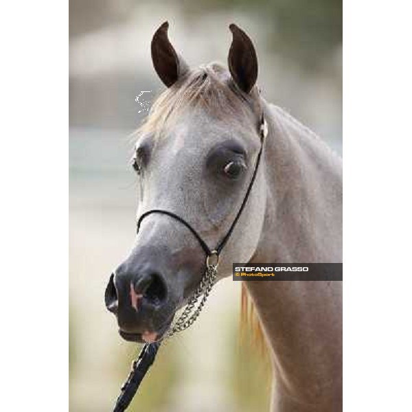 24th Qatar International Arabian Horse Show - Day 2 Doha,20th febr.2015 ph.Stefano Grasso