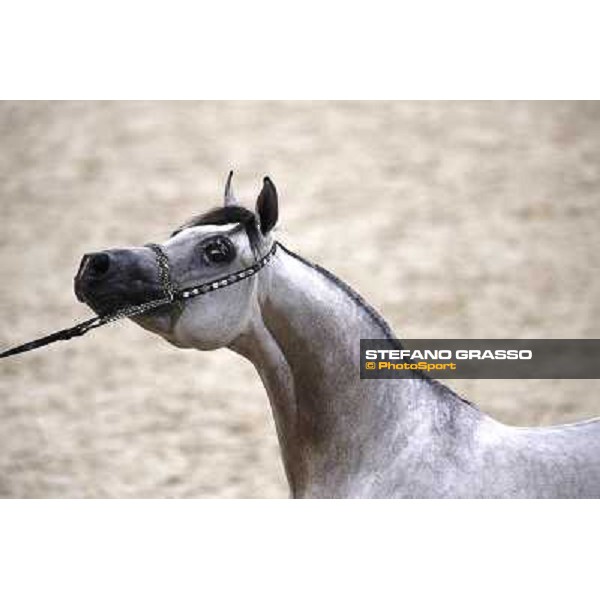 24th Qatar International Arabian Horse Show - Day 2 Doha,20th febr.2015 ph.Stefano Grasso